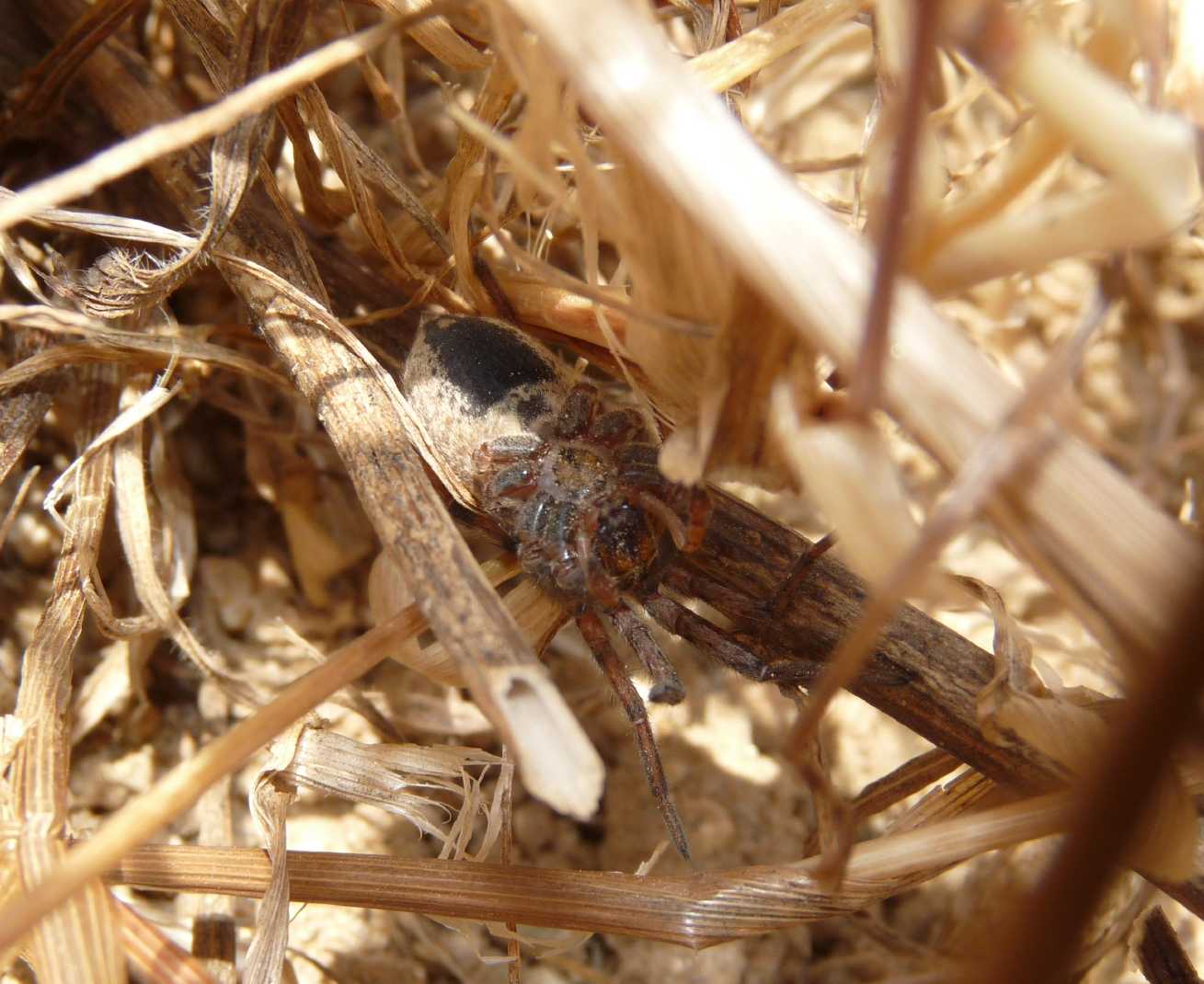 Hogna radiata catturata da un Pompilidae